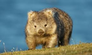 Contented Wombat Swimming Lessons