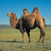 Delighted Camel Trust